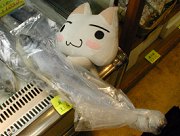 生魚買うニャ